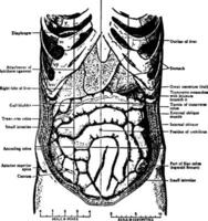 abdomen ancien illustration vecteur