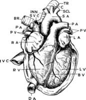 anatomie de cœur ancien illustration vecteur