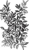 myrtille, Myrtille ou vaccinium myrtille gravure vecteur