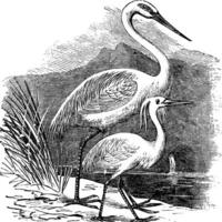 gravure de une génial aigrette ardea Alba et peu aigrette ardea garzetta vecteur