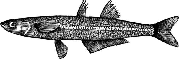 Athérine notées, à pois Silverside ou à grande échelle le sable éperlan poisson. ancien gravure. vecteur