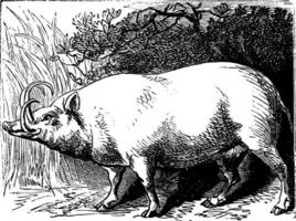 le babirusa ou cochon-cerf. ancien gravure. vecteur