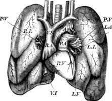 Humain cœur et poumons ancien gravure vecteur