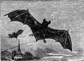 commun chauve souris ancien gravure vecteur