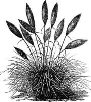 gynérium argent gynérium argenteum ou pampa herbe ancien gravure vecteur