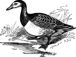 bernacle OIE Branta leucopsis, ancien gravure. vecteur