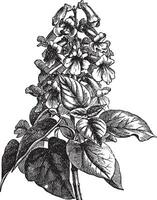 paulownia ou paulownia sp., ancien gravure vecteur