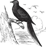 passager Pigeon ou sauvage Pigeon ectopistes migrateur, ancien gravure. vecteur