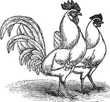 Masculin et femelle de blanc Livourne poulet ancien gravure vecteur