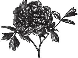 arbre pivoine paeonia montagne, ancien gravure. vecteur