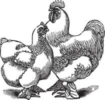 poule et coq de cochin ou cochin Chine poulet ancien gravure vecteur