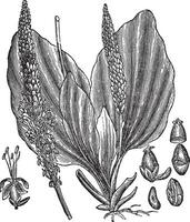 plus grand banane plantain ou Plantago majeur, ancien gravure vecteur