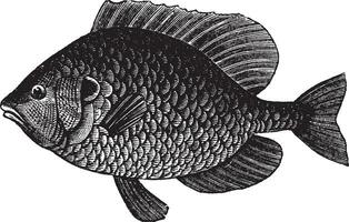 graine de citrouille poisson-lune ou lepomis gibbosus, ancien gravure vecteur