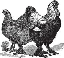 Masculin et femelle de brahmas poulet ancien gravure vecteur