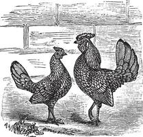 deux coq nain poulet ancien gravure vecteur