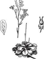 ombre saxifrage saxifraga ombrelle, ancien gravure. vecteur