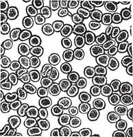 rouge du sang cellules ou érythrocytes ancien gravure vecteur