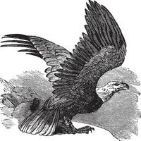 chauve Aigle haliaeetus leucocéphalie, ancien gravure. vecteur