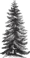 Norvège épicéa ou picea abies ancien gravure vecteur