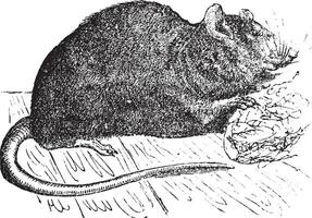 marron rat mus décumanus ou commun rat, ancien gravure. vecteur