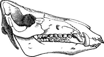 sanglier diriger, ancien gravure. vecteur