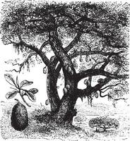 fruit à pain, ancien gravure. vecteur