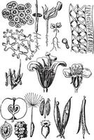 plante organes, ancien gravure. vecteur