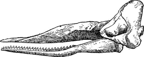 sperme baleine crâne, ancien gravure. vecteur