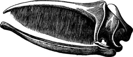 crâne baleine baleine pose, ancien gravure. vecteur