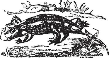 terrestre salamandre, ancien gravure. vecteur