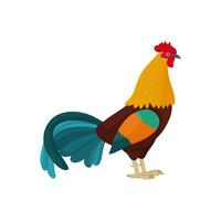 coq dans dessin animé style avec bleu plumes dans le queue. brillant coq comme une symbole ou mascotte pour enfants livres, Vêtements conception et cartes postales avec des lettres. vecteur