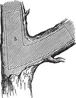 Comment une arbre est fabriqué dans bois - capucine, ancien gravure vecteur