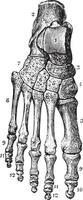 squelette de le pied dorsal, ancien gravure. vecteur