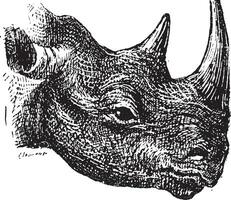 noir rhinocéros ou lèvre crochue rhinocéros diceros bicorne, ancien gravure. vecteur