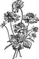 scabiosa ou scabieux ancien gravure vecteur