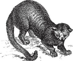 kinkajou potos Flavus ou mon chéri ours, ancien gravure. vecteur