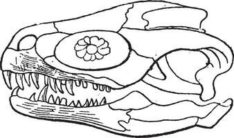 mégalosaure ou mégalosaure Bucklandii, ancien gravure vecteur