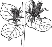 glaucus variété de calycanthe fertilisant ancien illustration. vecteur