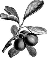 fructification branche de prune ancien illustration. vecteur