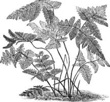 polypodium dryoptéris ancien illustration. vecteur