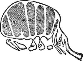 limule longispina, ancien illustration. vecteur