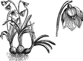 habitude et détaché fleur de leucoium vernum ancien illustration. vecteur