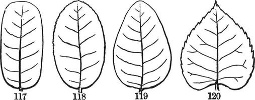 veiné à plumes feuilles ancien illustration. vecteur