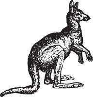 kangourou, ancien illustration. vecteur