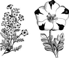 floraison branche et détaché rameau de nemophila maculée ancien illustration. vecteur