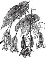 bégonia coccinea ancien illustration. vecteur