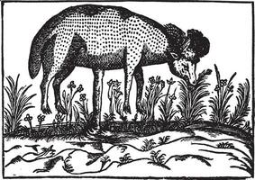 Scythe agneau ancien illustration. vecteur