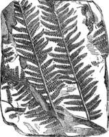 fossile arbre fougère ancien illustration. vecteur