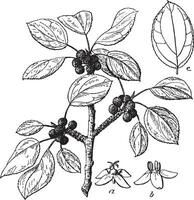nerprun, fleur, arbuste, arbre, branches, fruit ancien illustration. vecteur