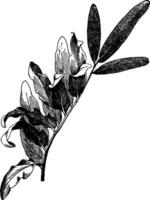 acrostichum aureum ancien illustration. vecteur